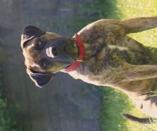 Kahn – Dogo Canario, Männchen, 3 Jahre 1 Monat, 70195 Stuttgart-Botnang – Foto 3