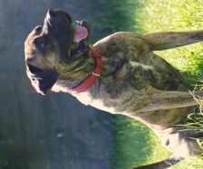 Kahn – Dogo Canario, Männchen, 3 Jahre 1 Monat, 70195 Stuttgart-Botnang – Foto 4