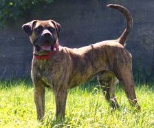 Kahn – Dogo Canario, Männchen, 3 Jahre 1 Monat, 70195 Stuttgart-Botnang – Foto 5