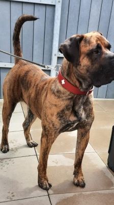 Kahn – Dogo Canario, Männchen, 3 Jahre 1 Monat, 70195 Stuttgart-Botnang – Foto 6