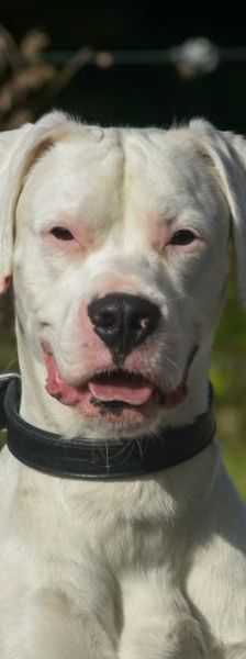 Blizzard – Mix-Boxer, Männchen, 32 Monate, 45141 Essen – Foto 1