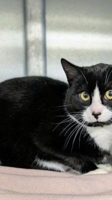 Sylvester – , Kater, Männchen, 1 Monat, 39576 Stendal – Foto 1