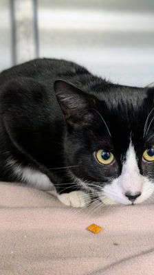 Sylvester – , Kater, Männchen, 1 Monat, 39576 Stendal – Foto 2