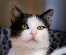 Sylvester – , Kater, Männchen, 1 Monat, 39576 Stendal – Foto 14