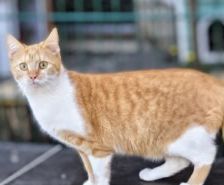 Sylvester – , Kater, Männchen, 1 Monat, 39576 Stendal – Foto 18