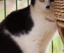 Sylvester – , Kater, Männchen, 1 Monat, 39576 Stendal – Foto 20