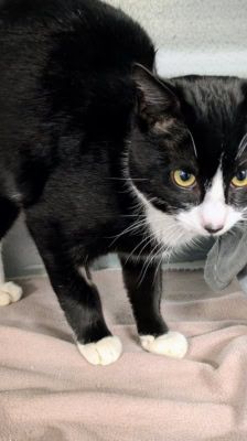 Sylvester – , Kater, Männchen, 1 Monat, 39576 Stendal – Foto 3