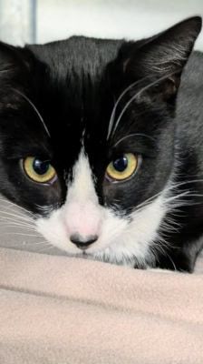 Sylvester – , Kater, Männchen, 1 Monat, 39576 Stendal – Foto 4