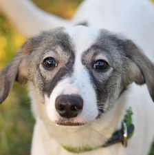 Kiba – Mischling, Weibchen, 5 Monate, 90537 Feucht – Foto 1