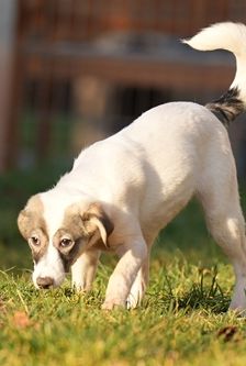 Kiba – Mischling, Weibchen, 5 Monate, 90537 Feucht – Foto 2