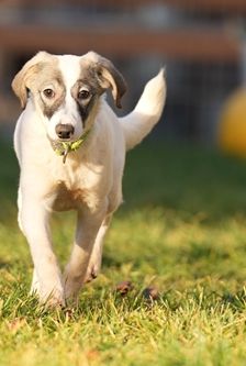 Kiba – Mischling, Weibchen, 5 Monate, 90537 Feucht – Foto 3