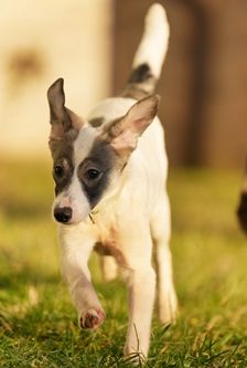 Kiba – Mischling, Weibchen, 5 Monate, 90537 Feucht – Foto 4