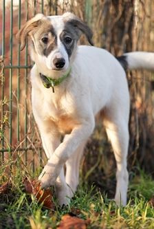Kiba – Mischling, Weibchen, 5 Monate, 90537 Feucht – Foto 5