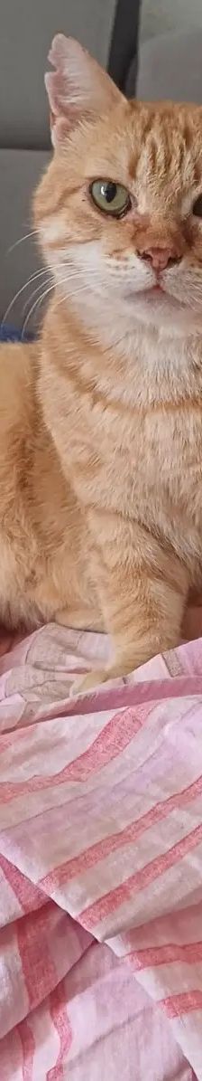 Acai – Katze, Unbekannt, Alter unbekannt, Nordic Strays e.V. – Foto 9