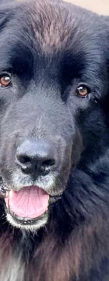 Simba – Neufundländer, Männchen, 3 Jahre 7 Monate, 13057 Berlin – Foto 1