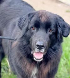 Simba – Neufundländer, Männchen, 3 Jahre 7 Monate, 13057 Berlin – Foto 2