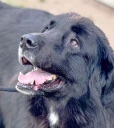 Simba – Neufundländer, Männchen, 3 Jahre 7 Monate, 13057 Berlin – Foto 3