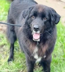 Simba – Neufundländer, Männchen, 3 Jahre 7 Monate, 13057 Berlin – Foto 4