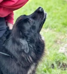 Simba – Neufundländer, Männchen, 3 Jahre 7 Monate, 13057 Berlin – Foto 5