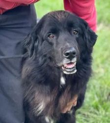 Simba – Neufundländer, Männchen, 3 Jahre 7 Monate, 13057 Berlin – Foto 6
