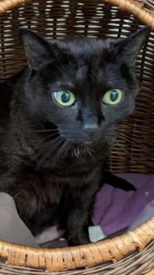 Lydia – Katze, Weibchen, 5 Jahre, 39576 Stendal – Foto 1
