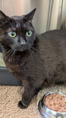 Lydia – Katze, Weibchen, 5 Jahre, 39576 Stendal – Foto 2
