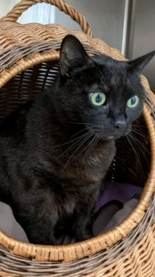 Lydia – Katze, Weibchen, 5 Jahre, 39576 Stendal – Foto 3