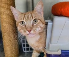 Lydia – Katze, Weibchen, 5 Jahre, 39576 Stendal – Foto 21