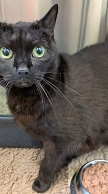 Lydia – Katze, Weibchen, 5 Jahre, 39576 Stendal – Foto 4