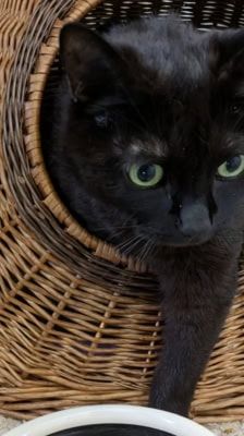 Lydia – Katze, Weibchen, 5 Jahre, 39576 Stendal – Foto 5