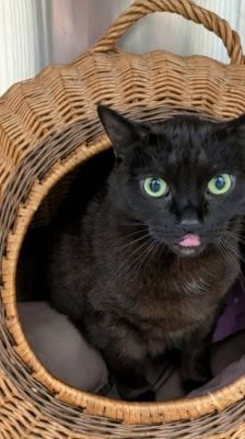 Lydia – Katze, Weibchen, 5 Jahre, 39576 Stendal – Foto 6