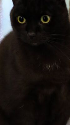 Lydia – Katze, Weibchen, 5 Jahre, 39576 Stendal – Foto 7