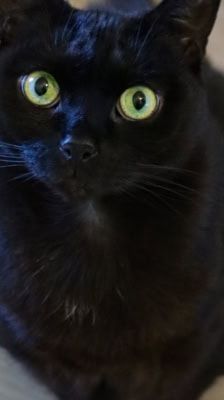 Lydia – Katze, Weibchen, 5 Jahre, 39576 Stendal – Foto 8