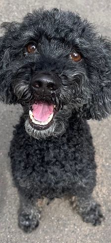 Blacky – Pudel, Männchen, 9 Jahre 7 Monate, 97816 Lohr – Foto 1