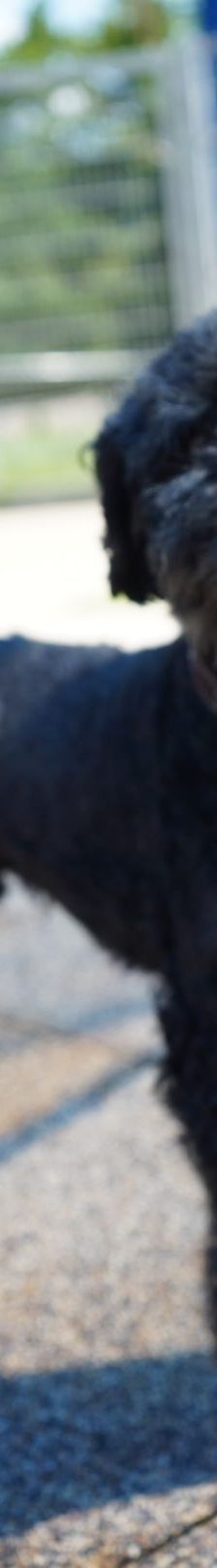 Blacky – Pudel, Männchen, 9 Jahre 7 Monate, 97816 Lohr – Foto 2