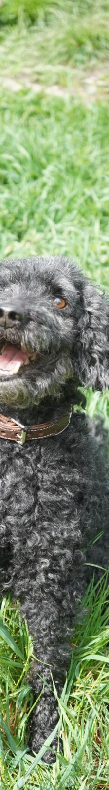 Blacky – Pudel, Männchen, 9 Jahre 7 Monate, 97816 Lohr – Foto 11