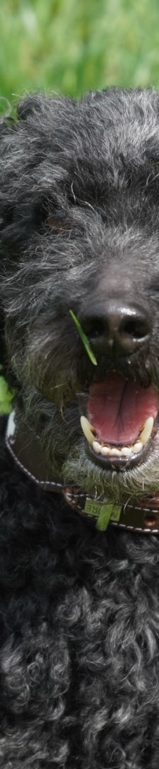 Blacky – Pudel, Männchen, 9 Jahre 7 Monate, 97816 Lohr – Foto 12