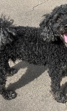 Blacky – Pudel, Männchen, 9 Jahre 7 Monate, 97816 Lohr – Foto 13