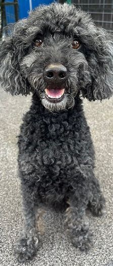 Blacky – Pudel, Männchen, 9 Jahre 7 Monate, 97816 Lohr – Foto 14