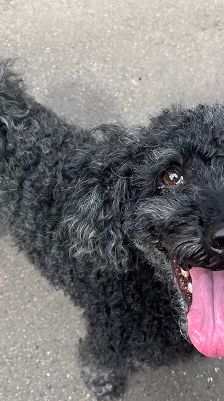 Blacky – Pudel, Männchen, 9 Jahre 7 Monate, 97816 Lohr – Foto 15