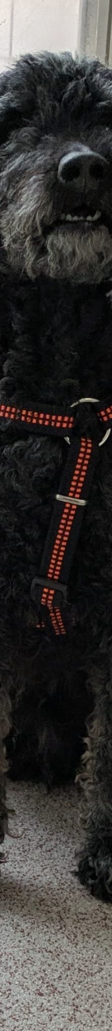 Blacky – Pudel, Männchen, 9 Jahre 7 Monate, 97816 Lohr – Foto 16
