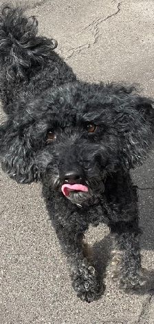 Blacky – Pudel, Männchen, 9 Jahre 7 Monate, 97816 Lohr – Foto 17