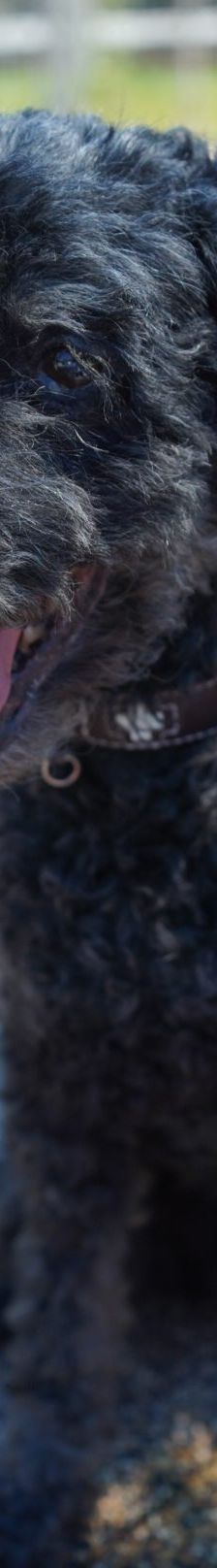 Blacky – Pudel, Männchen, 9 Jahre 7 Monate, 97816 Lohr – Foto 19