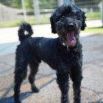 Blacky – Pudel, Männchen, 9 Jahre 7 Monate, 97816 Lohr – Foto 20