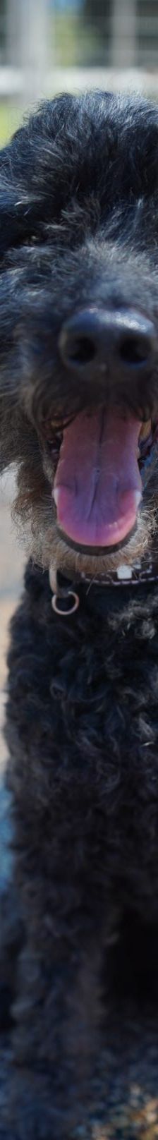 Blacky – Pudel, Männchen, 9 Jahre 7 Monate, 97816 Lohr – Foto 3