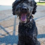 Blacky – Pudel, Männchen, 9 Jahre 7 Monate, 97816 Lohr – Foto 21