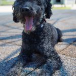 Blacky – Pudel, Männchen, 9 Jahre 7 Monate, 97816 Lohr – Foto 22