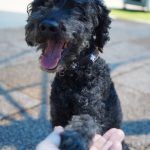 Blacky – Pudel, Männchen, 9 Jahre 7 Monate, 97816 Lohr – Foto 23