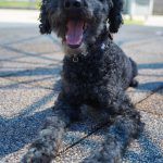 Blacky – Pudel, Männchen, 9 Jahre 7 Monate, 97816 Lohr – Foto 24