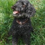 Blacky – Pudel, Männchen, 9 Jahre 7 Monate, 97816 Lohr – Foto 25